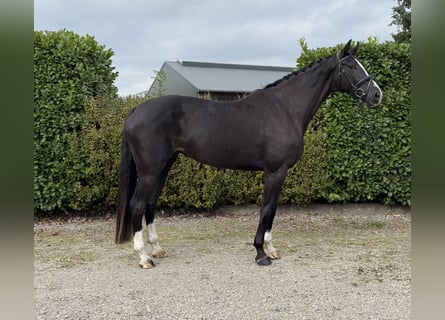 Belgian Warmblood, Mare, 5 years, 17 hh, Black