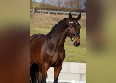 Belgian Warmblood, Mare, 5 years, 17 hh, Brown