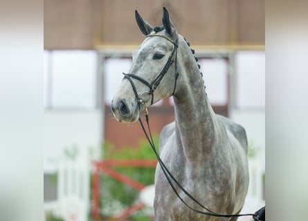 Belgian Warmblood, Mare, 5 years, Brown