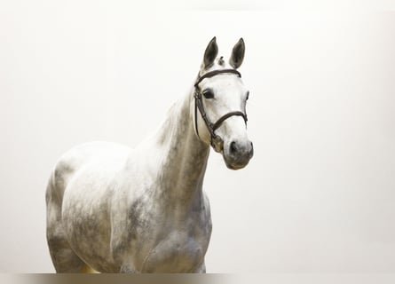 Belgian Warmblood, Mare, 5 years, Grey