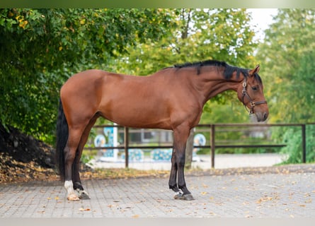 Belgian Warmblood, Mare, 6 years, 16.2 hh, Brown