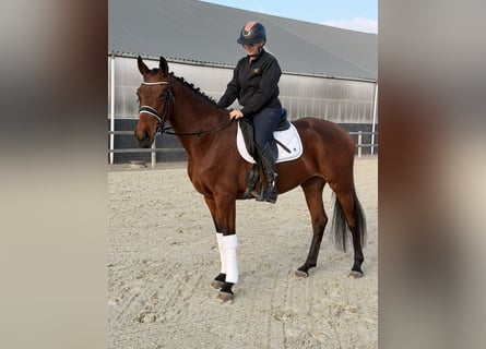 Belgian Warmblood, Mare, 6 years, 16 hh, Brown