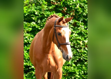 Belgian Warmblood, Mare, 6 years, 16 hh, Chestnut-Red