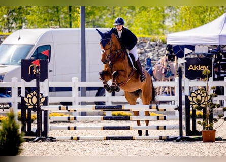 Belgian Warmblood, Mare, 6 years, 17,1 hh, Brown