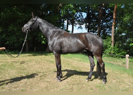 Belgian Warmblood, Mare, 6 years, 17 hh, Black