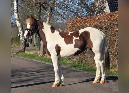 Belgian Warmblood, Mare, 7 years, 15,3 hh, Pinto
