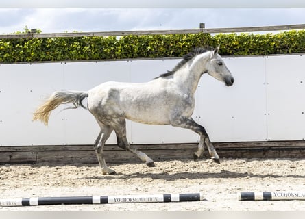 Belgian Warmblood, Mare, 7 years, 16.1 hh, Grey
