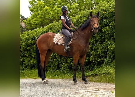 Belgian Warmblood, Mare, 7 years, 16 hh, Brown