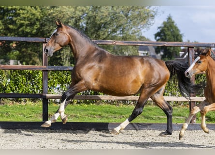 Belgian Warmblood, Mare, 7 years, 16 hh, Brown