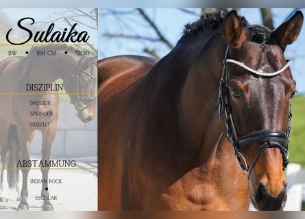 Belgian Warmblood, Mare, 7 years, 16,1 hh, Brown