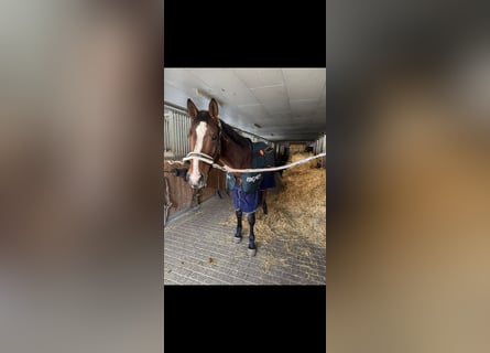 Belgian Warmblood, Mare, 7 years, 16,1 hh, Brown