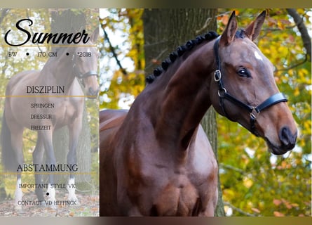 Belgian Warmblood, Mare, 7 years, 16,2 hh, Brown