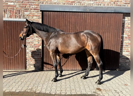 Belgian Warmblood, Mare, 7 years, Bay-Dark