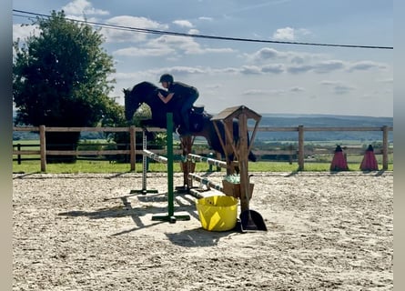 Belgian Warmblood, Mare, 8 years, 14 hh, Smoky-Black