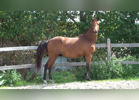 Belgisches Warmblut, Stute, 8 Jahre, 15,3 hh, Brauner