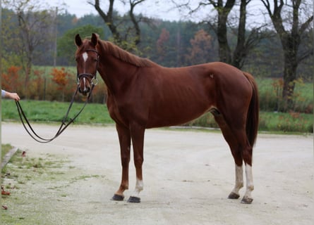 Belgian Warmblood, Mare, 8 years, 15,3 hh, Chestnut-Red