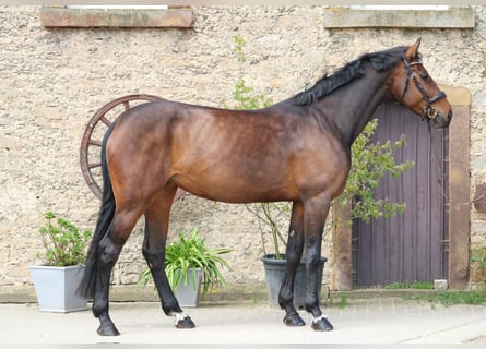 Belgian Warmblood, Mare, 8 years, 16.1 hh, Brown