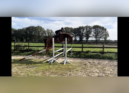 Belgian Warmblood, Mare, 8 years, 16,1 hh, Chestnut-Red