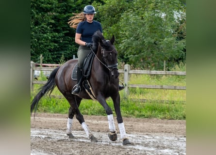 Belgian Warmblood, Mare, 8 years, 16,2 hh, Black