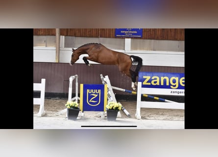 Belgian Warmblood, Mare, 8 years, 16 hh, Brown