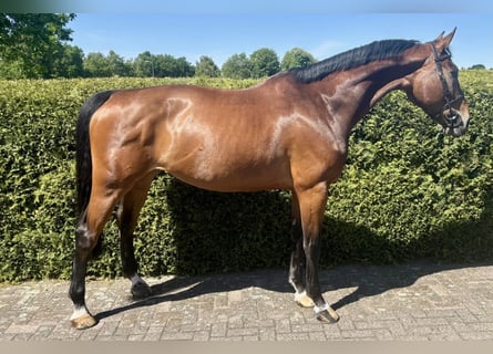 Belgian Warmblood, Mare, 8 years, 16,1 hh, Bay