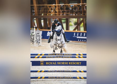 Belgian Warmblood, Mare, 8 years, 16,2 hh, Gray