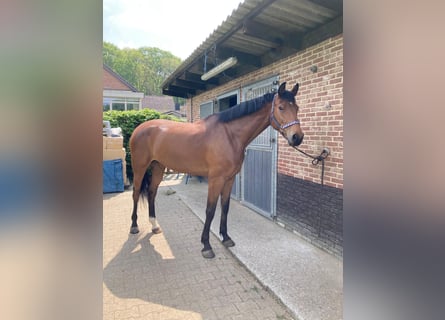 Belgian Warmblood, Mare, 8 years, 17,2 hh, Brown