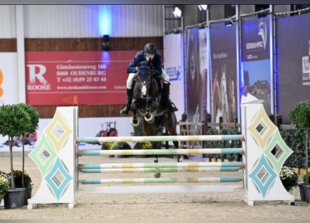 Belgisches Warmblut, Stute, 9 Jahre, 16,1 hh, Dunkelbrauner