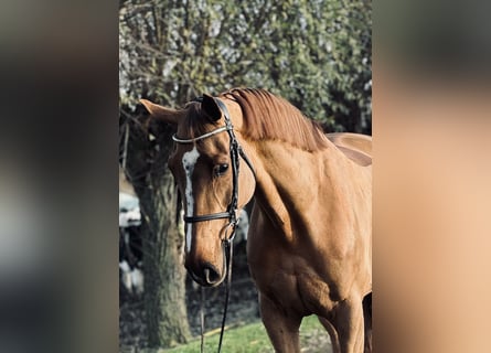 Belgian Warmblood, Mare, 9 years, 16,1 hh, Chestnut-Red