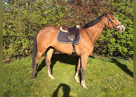 Belgian Warmblood, Mare, 9 years, 16 hh, Bay