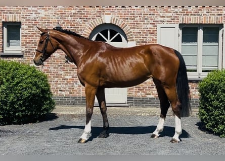 Belgian Warmblood, Mare, 9 years, 16,1 hh, Bay