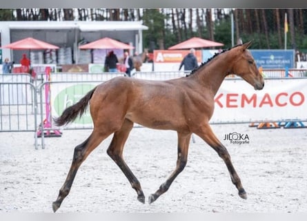 Belgian Warmblood, Mare, Foal (04/2025), 16,1 hh