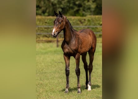 Belgian Warmblood, Mare, Foal (04/2024), Bay-Dark