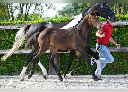 Belgian Warmblood, Mare, Foal (04/2024), Bay-Dark