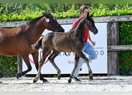 Belgian Warmblood, Mare, Foal (05/2024), Bay