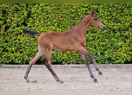 Belgian Warmblood, Mare, Foal (06/2024), Bay