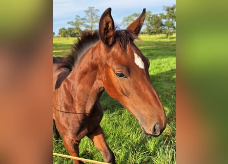 Belgian Warmblood, Mare, Foal (06/2024), Brown