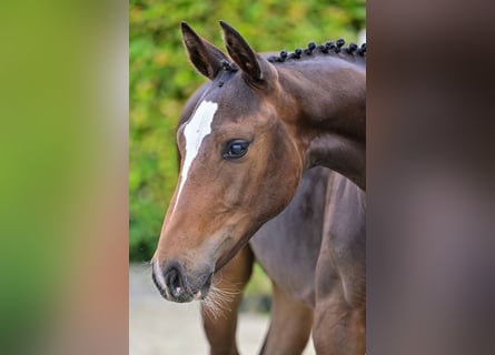 Belgian Warmblood, Mare, Foal (03/2024), Brown