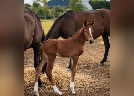 Belgian Warmblood, Mare, Foal (01/2026), Brown