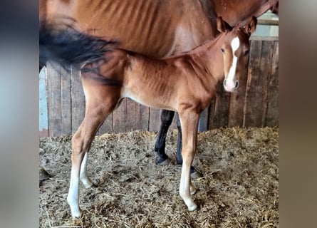 Belgian Warmblood, Mare, Foal (06/2025), Chestnut-Red