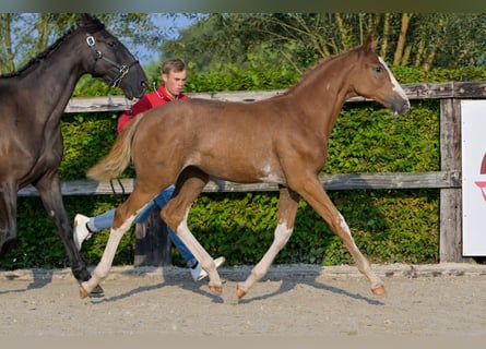 Belgian Warmblood, Mare, Foal (04/2024), Chestnut