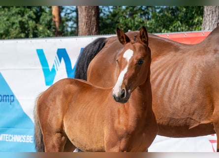 Belgian Warmblood, Mare, Foal (05/2026)