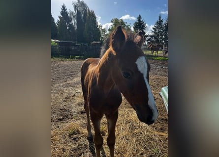 Belgian Warmblood, Mare, Foal (08/2026)