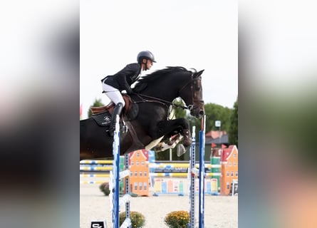 Belgian Warmblood, Stallion, 13 years, 17 hh, Bay-Dark
