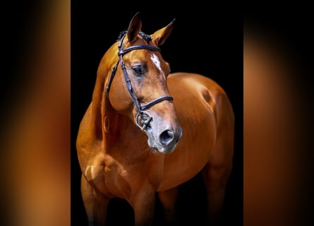 Belgian Warmblood, Stallion, 15 years, 16,1 hh, Brown