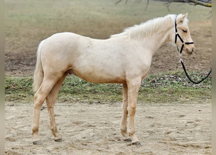 Belgian Warmblood, Stallion, 1 year, 13,1 hh, Palomino