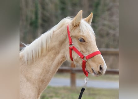 Belgian Warmblood, Stallion, 1 year, 13.2 hh, Palomino