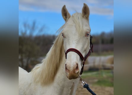 Belgian Warmblood, Stallion, 1 year, 15 hh, Cremello
