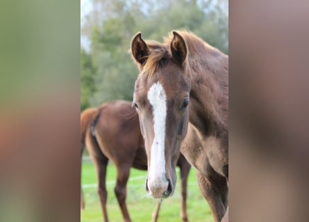 Belgian Warmblood, Stallion, 1 year, 16,2 hh, Chestnut-Red