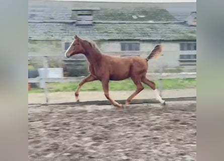 Belgian Warmblood, Stallion, 1 year, 16.3 hh, Chestnut-Red